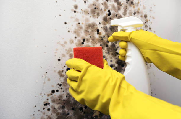 Best Basement Mold Remediation in Sanborn, IA